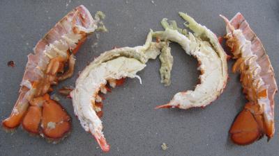 Verrines de homard en salade - 5.2