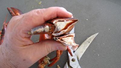 Verrines de homard en salade - 6.1
