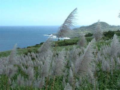 Image : Canne à sucre -