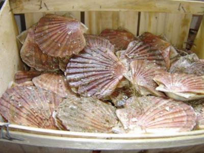 Coquilles Saint-Jacques
