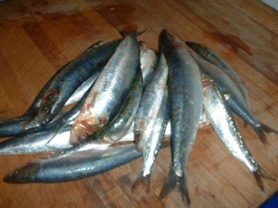 sardines