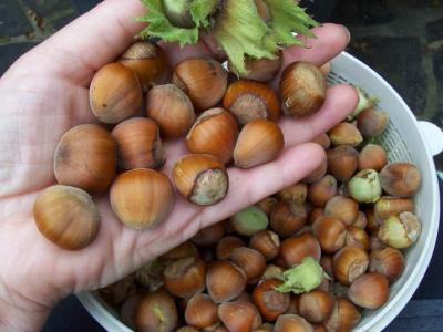 Choisir les noisettes