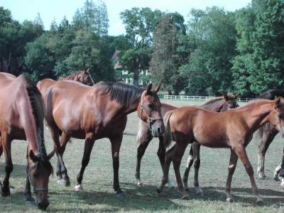 Photo : Chevaux