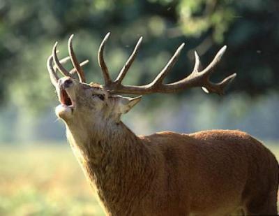 Cerf