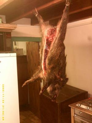 Sanglier