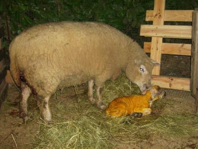 Image : Mouton - Mouton