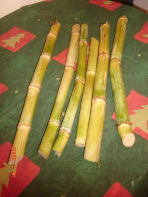 Canne à sucre