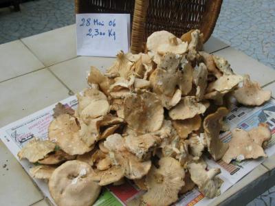 Photo : Mousserons de la Saint-Georges