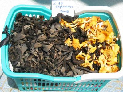 girolles et trompettes de la mort
