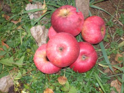 Pomme Gendreville