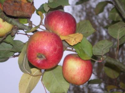 Pommes