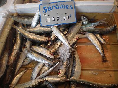 Image : Sardine - 