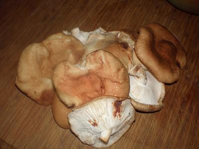 shiitake