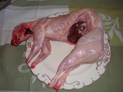 Lapin