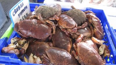 crabe