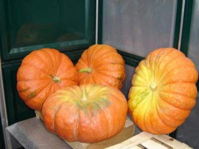 Image : Citrouille - Citrouilles du jardin