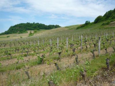 Image : Vins du Jura - Vignes du Jura