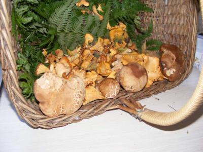 cèpes et girolles