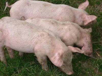 Porc