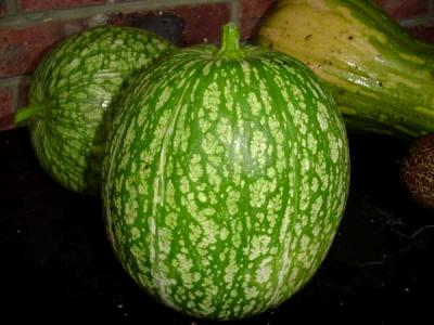 Image : Courge de Siam - Courges de Siam