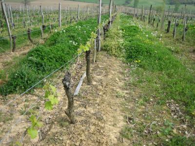Image : Vins du sud-ouest - Vignes du sud-ouest