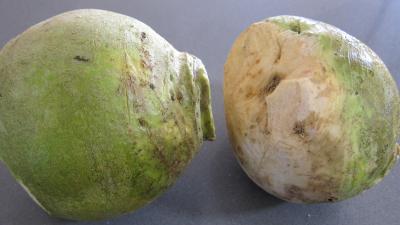 Image : Rutabaga - Deux rutabagas