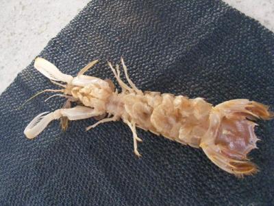 Image : Cigale de mer - 