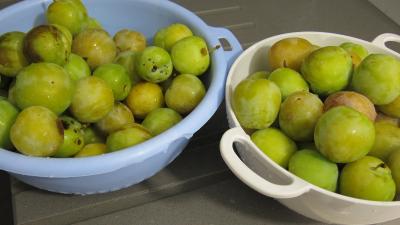Confiture de prunes blanches - 1.2