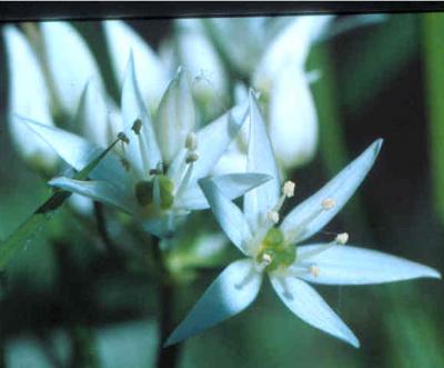 fleur ail des ours